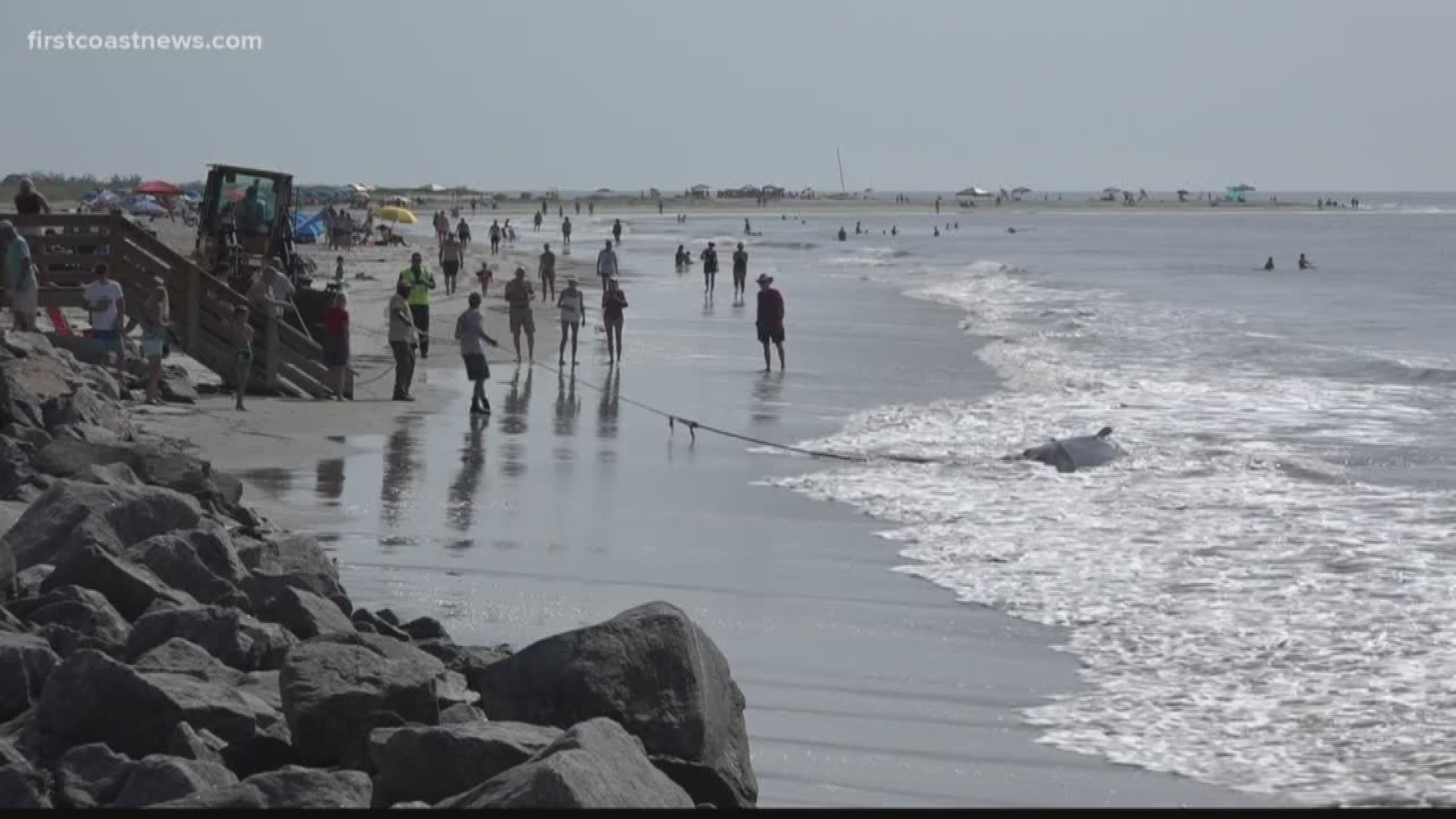The NOAA Southeast Regional Marine Mammals Stranding Coordinator told First Coast News that pilot whales can sometimes become determined to strand at the beach. They warn that beachgoers should only act when under the direction of an expert.