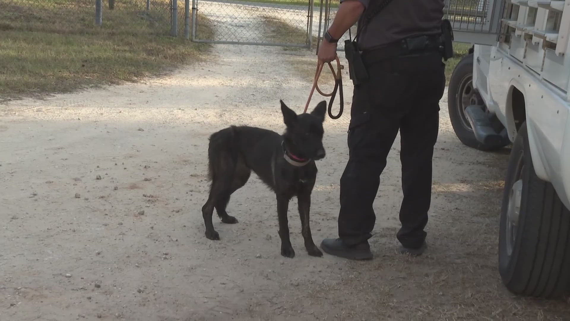 The animals were taken from a home on Ashton Street after the Jacksonville Sheriff's Office alerted county officials that dogs were being held in poor condition.