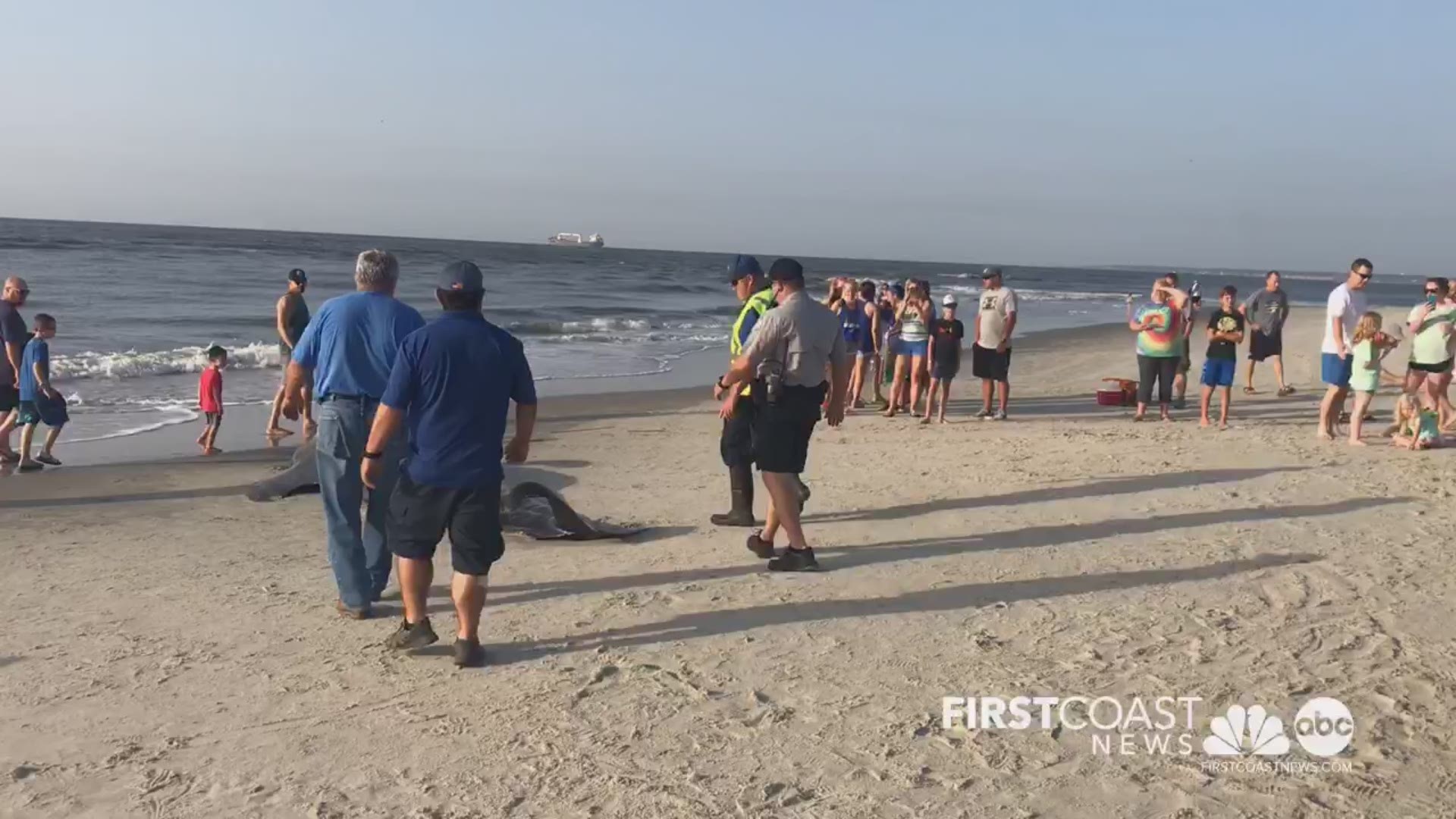 If you see a beached or stranded whale, call 1-877-WHALE-HELP.