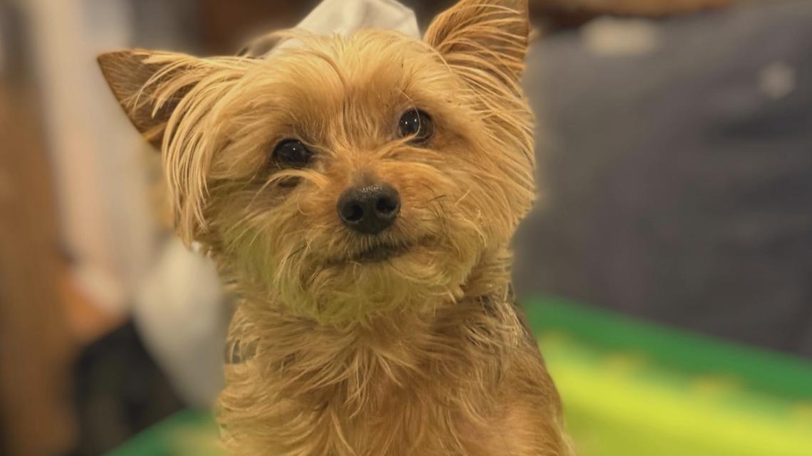 A Michigan family stopped at a Florida rest stop and lost their dog; they say they're not leaving without him.