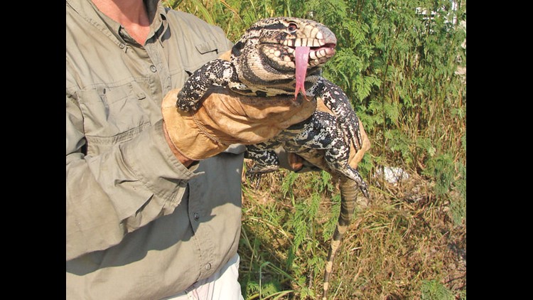 SCDNR: 'Voracious' Invasive Lizard Species Not Yet Found In South ...