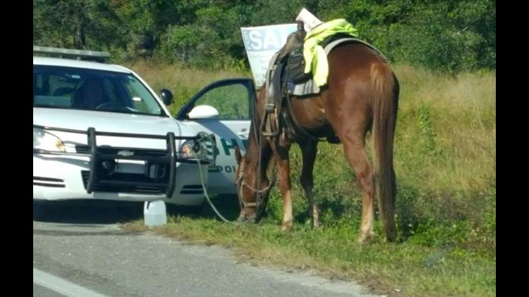 Polk City woman arrested for DUI on a horse and animal neglect