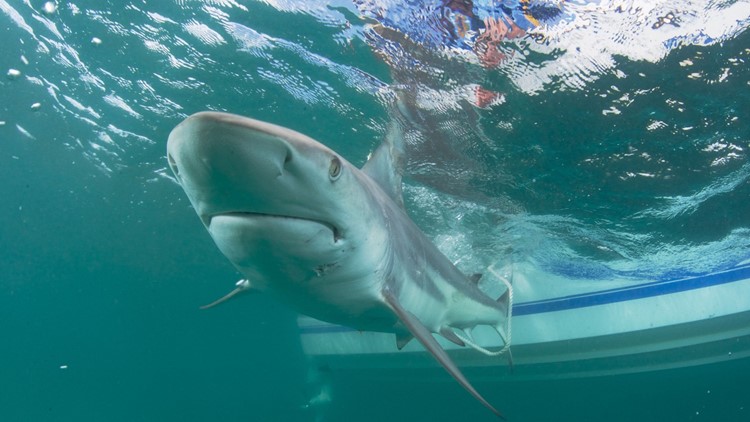 Tybee surf instructor back in the ocean two days after shark bite