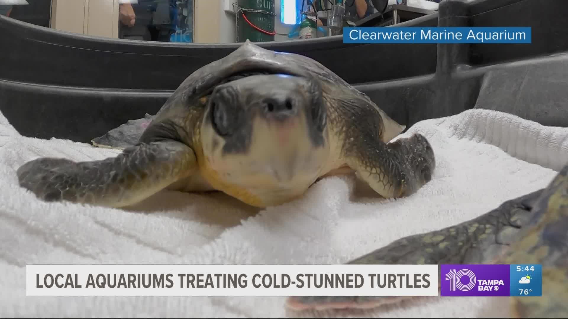 The New England Aquarium said that more than 500 turtles have washed ashore on Cape Cod.