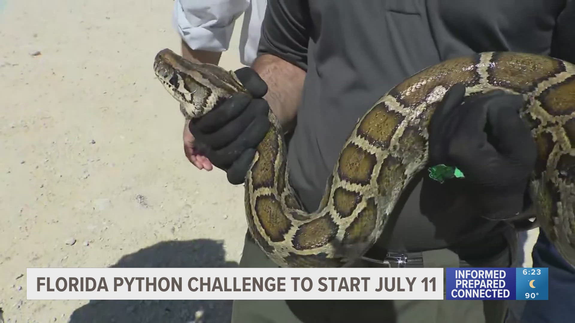 The conservation effort is meant to protect the natural ecosystems of America's Everglades from invasive Burmese Pythons.