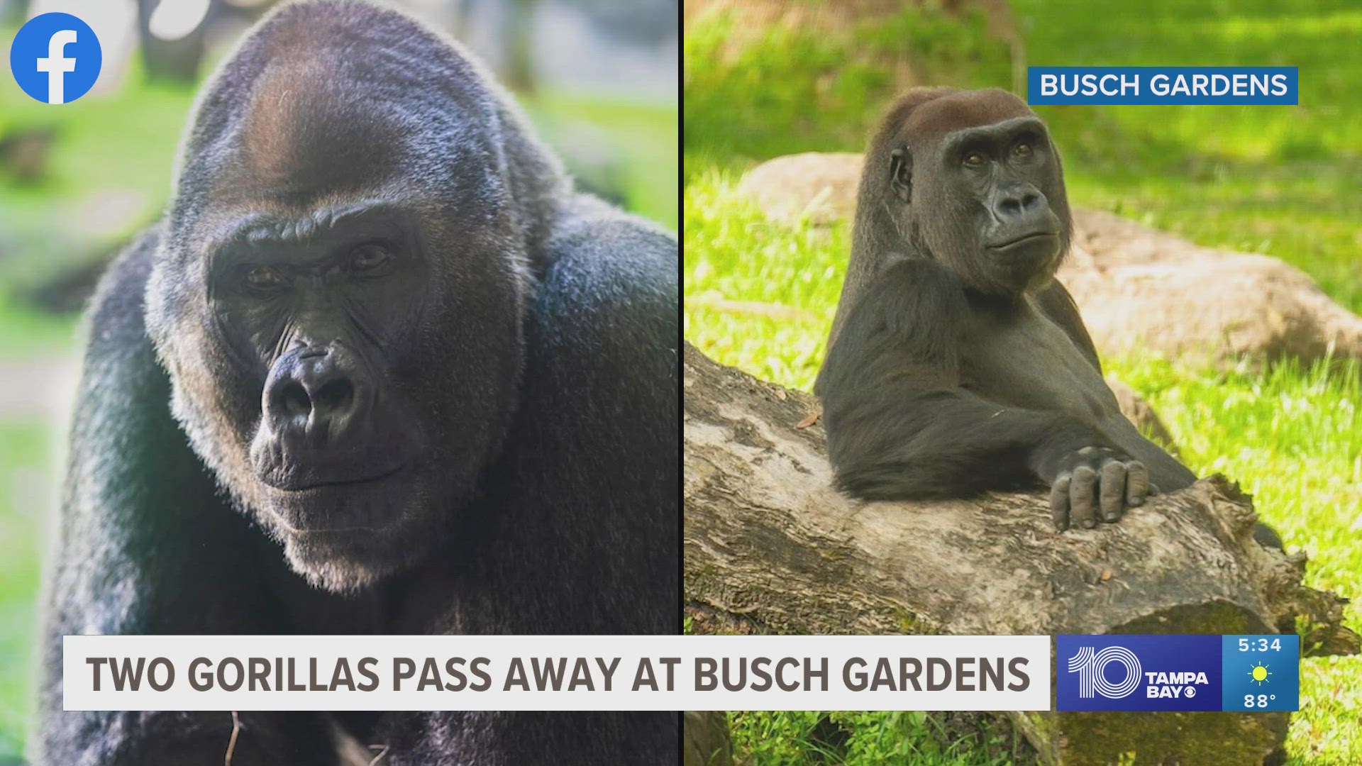 A gorilla and two bonobos in Jacksonville died from Shigella, and two gorillas in Tampa died from an undisclosed illness, according to zoo staff.