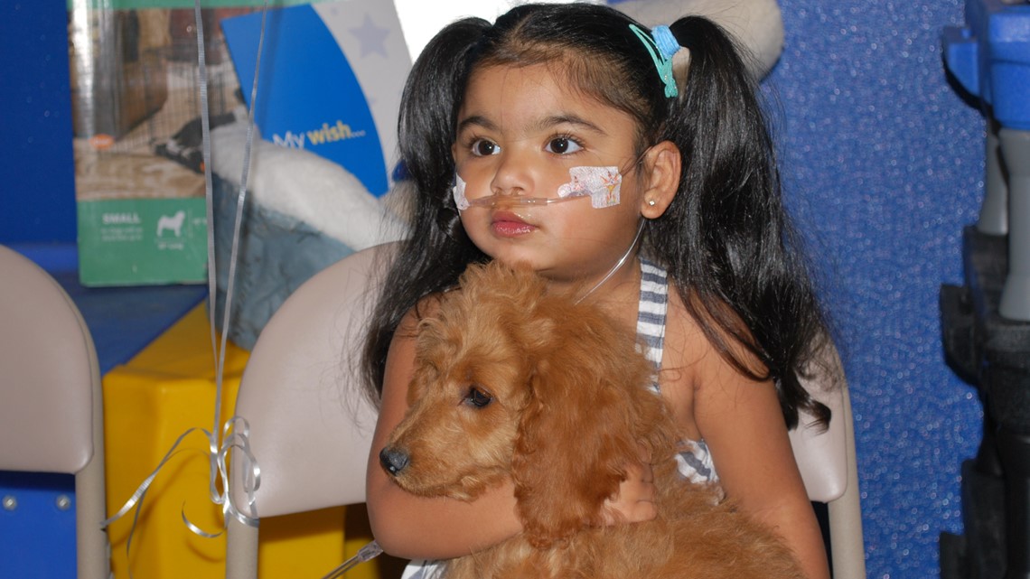 Florida 2-year-old girl receives Goldendoodle from Make-A-Wish - Vimarsana News