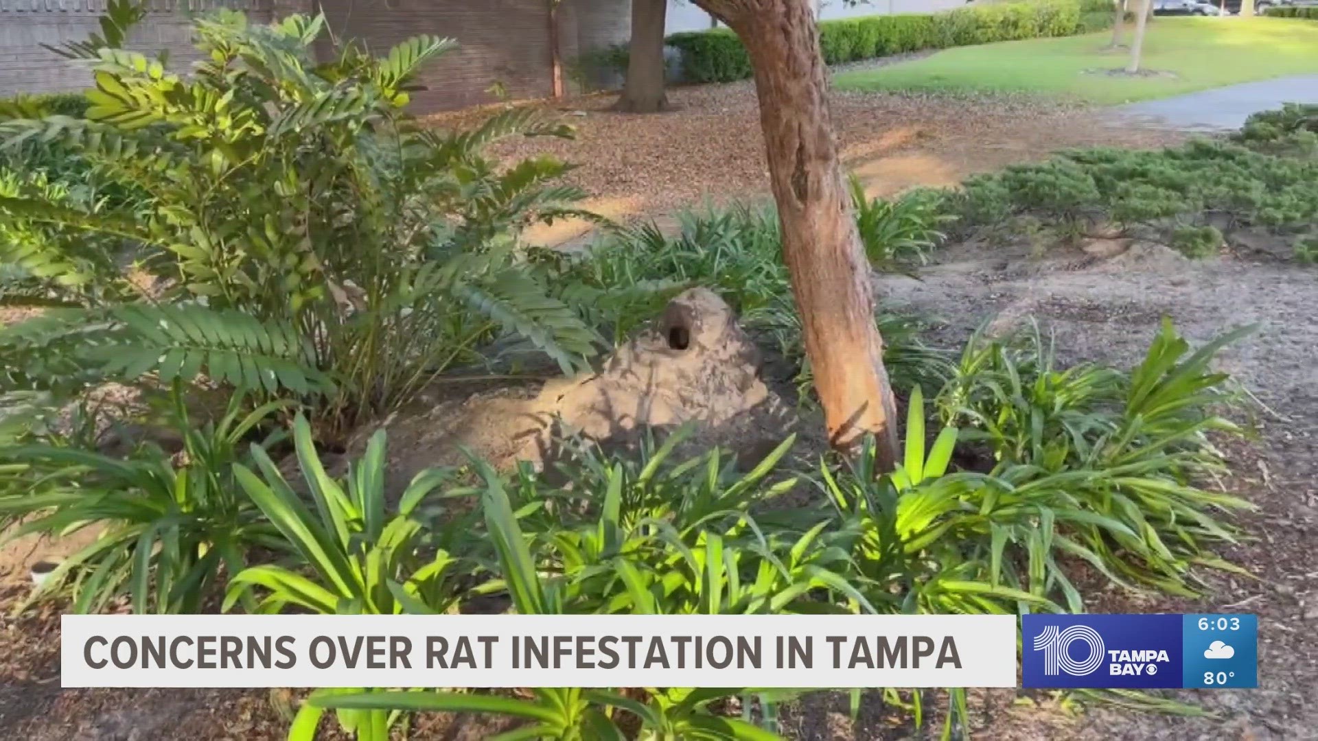 A rat colony near a HART bus stop on Hillsborough Avenue continues to house rodents, despite weeks of those nearby expressing their concerns.