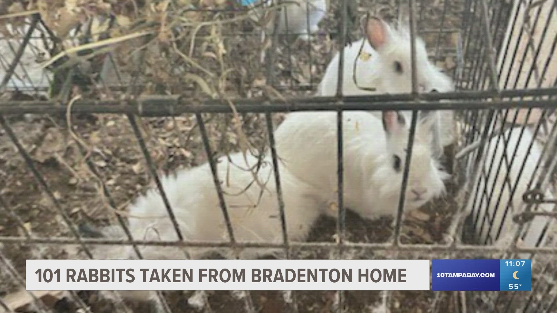 Authorities say that rabbits can multiply quickly, leading to hoarding situations like this one.