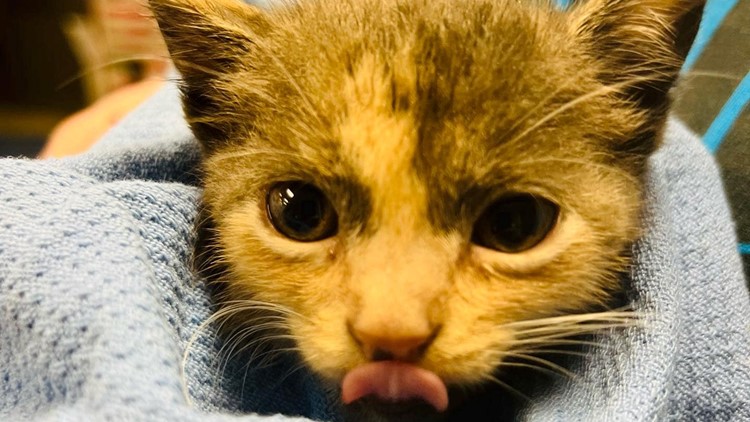 Kitten rescued off street during Hurricane Ian, named 'Stormie'