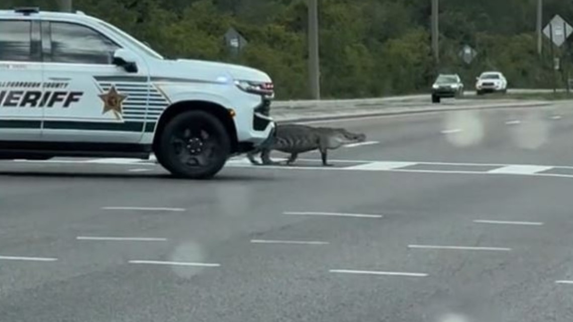 Alligator stops rush hour traffic in Tampa