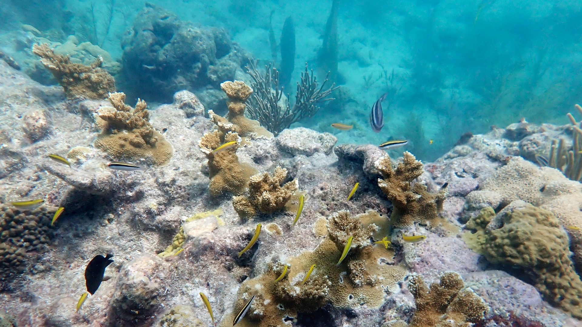 Florida ocean temperatures surpass 100 degrees Fahrenheit | wltx.com