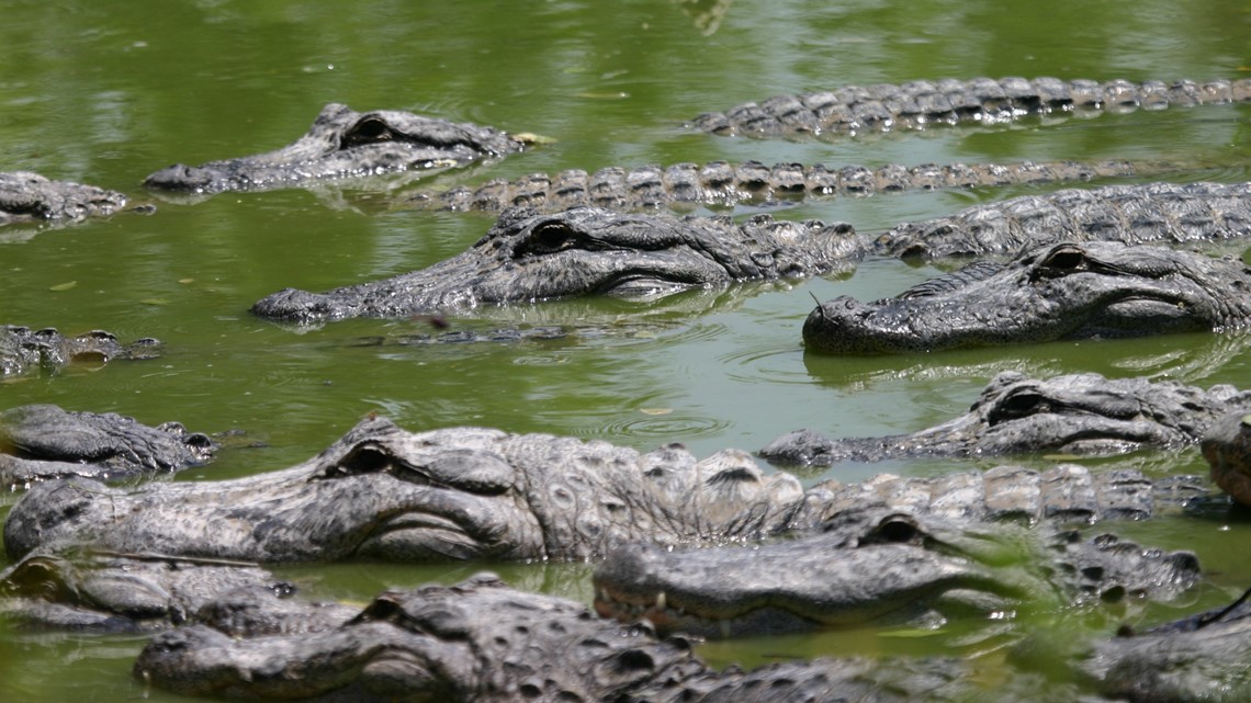 Florida gator mating season is here | wltx.com