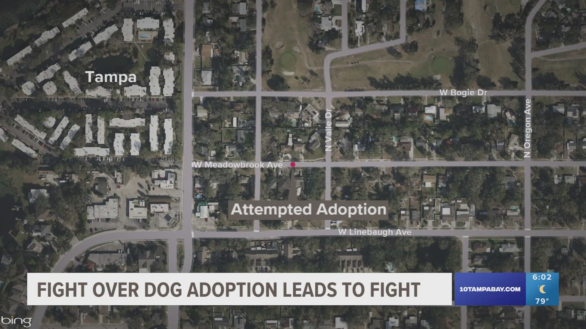 An attempted dog adoption escalated and led to Tampa police investigating an aggravated assault between two women that involved a gun.