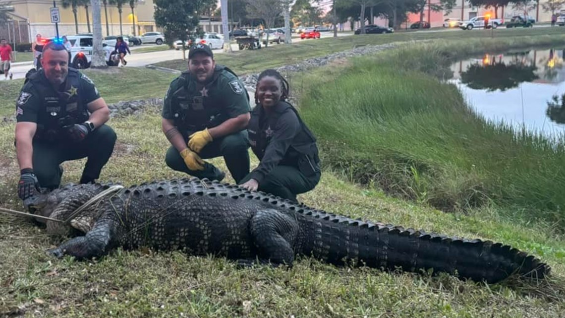 Alligator removed from Coconut Point Mall