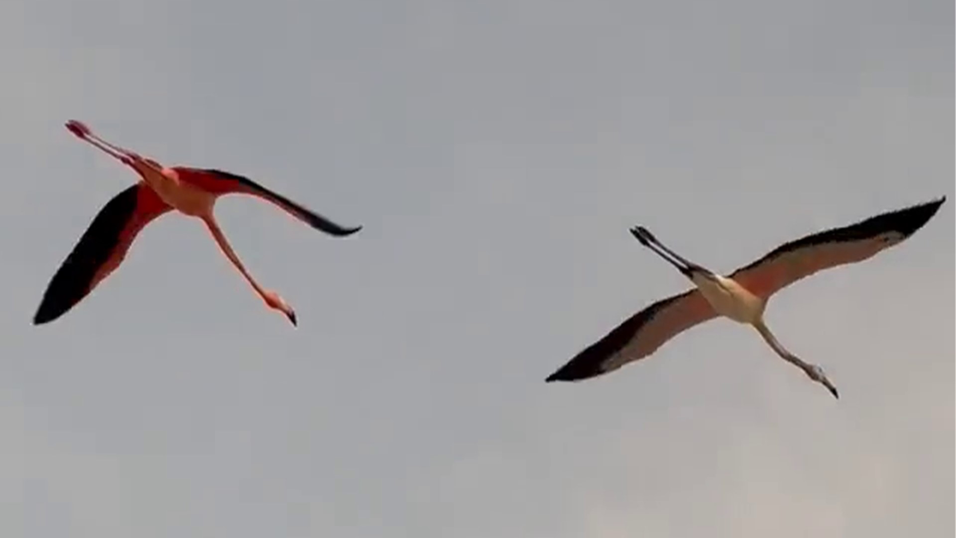 Following Hurricane Idalia, a flamboyance of flamingos was spotted flying over Treasure Island Thursday evening. There were several other sightings across Tampa Bay.