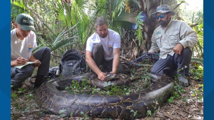 Biologists: 122 eggs found in 18-foot python in Florida