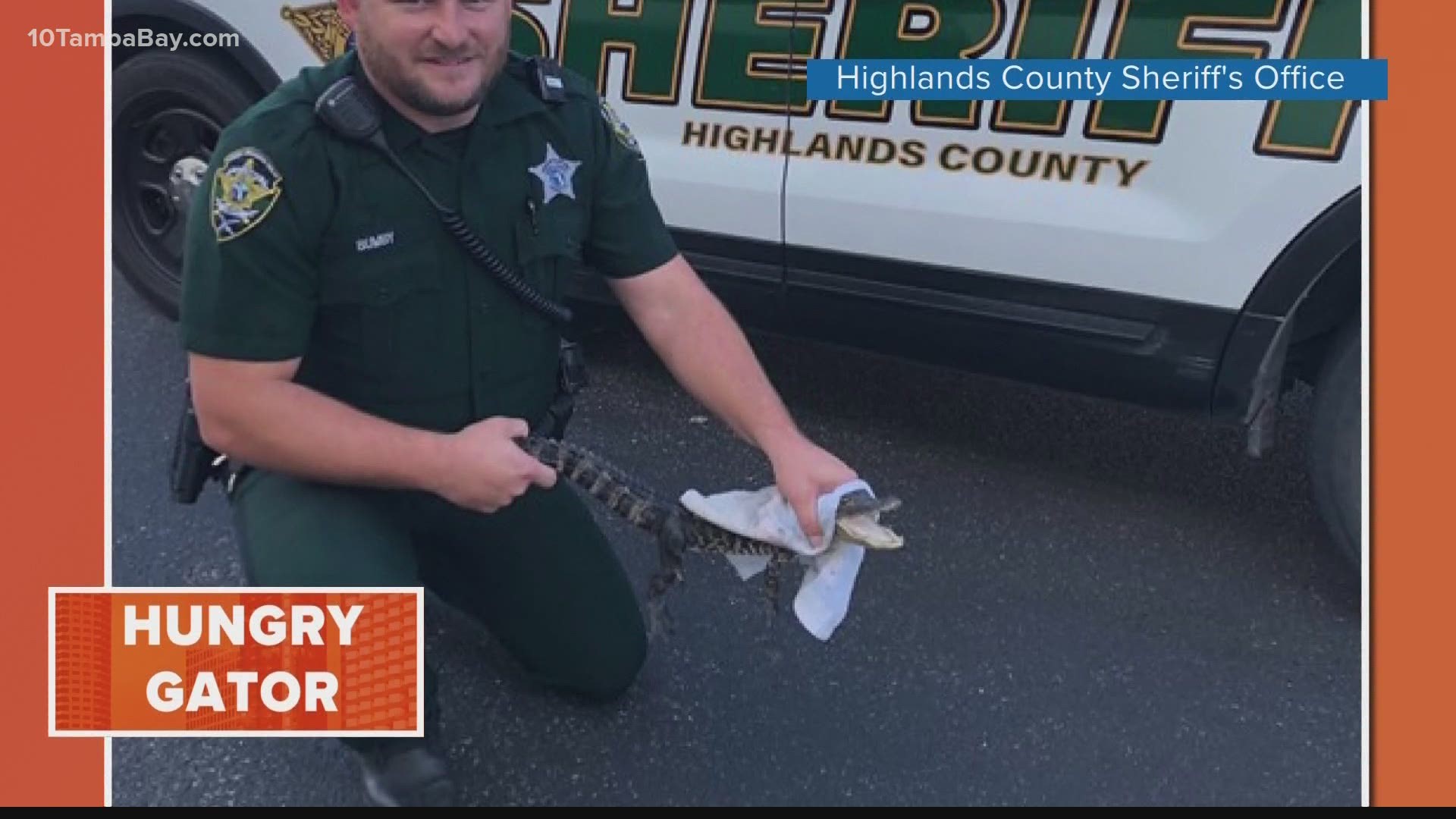 "Even gators are looking for a good meal today," the Highlands County Sheriff's Office wrote Thanksgiving Day.