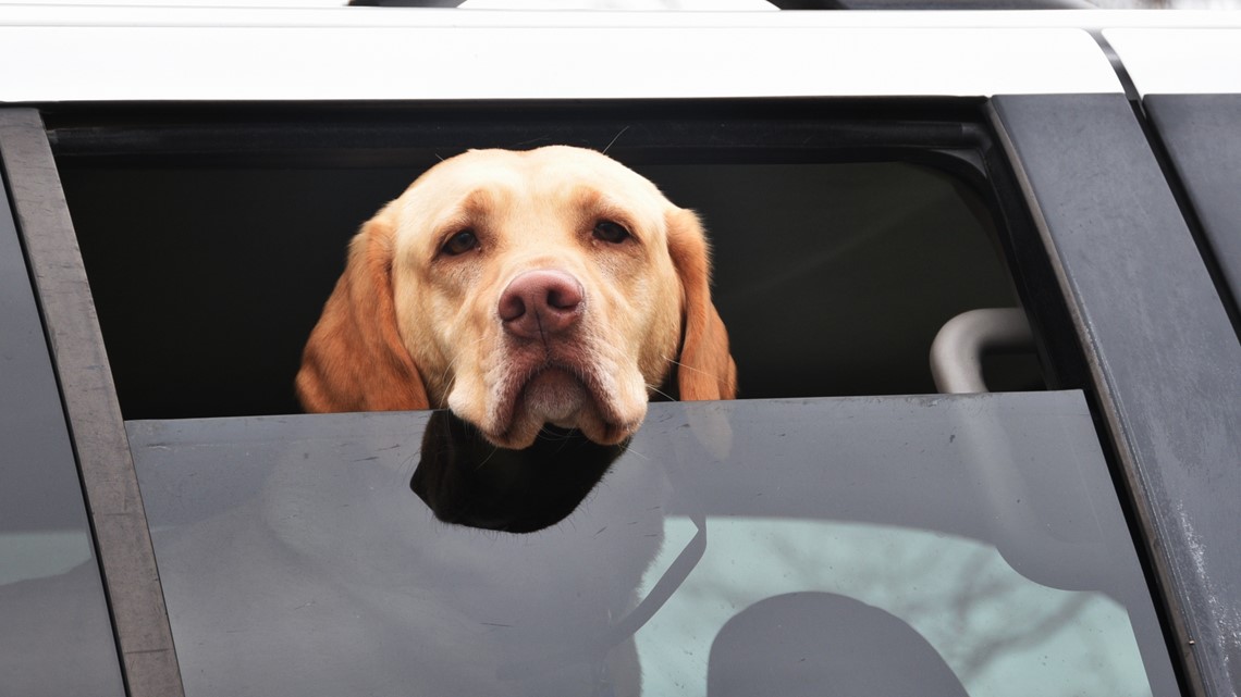 Woman in Central Florida accused of leaving 4 dogs in hot car | wltx.com
