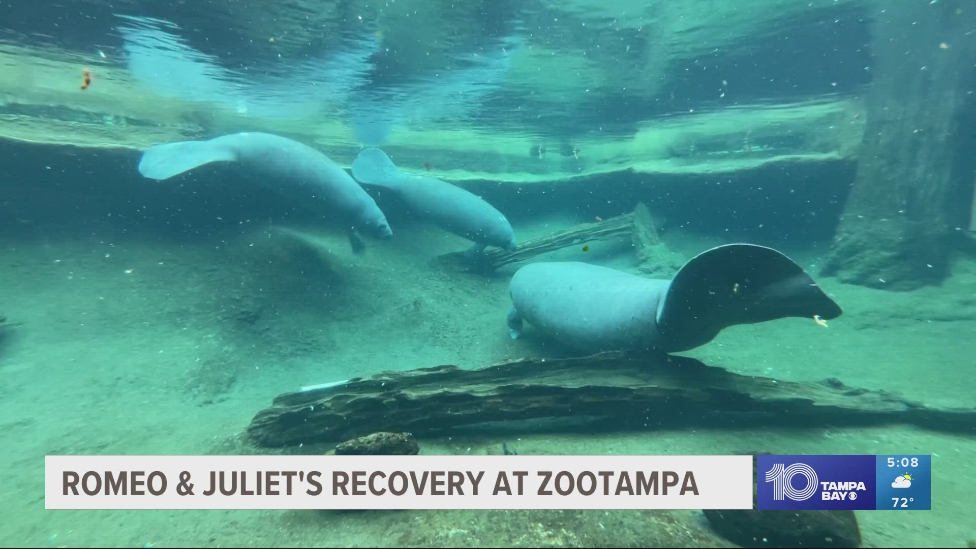 Both sea cows are over 65 years old and are overweight.