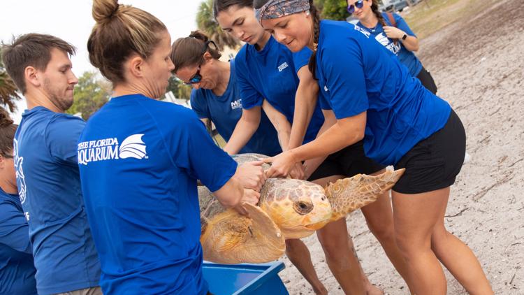 2 turtles sickened by red tide return to sea thanks to Mote Marine Lab, Florida Aquarium