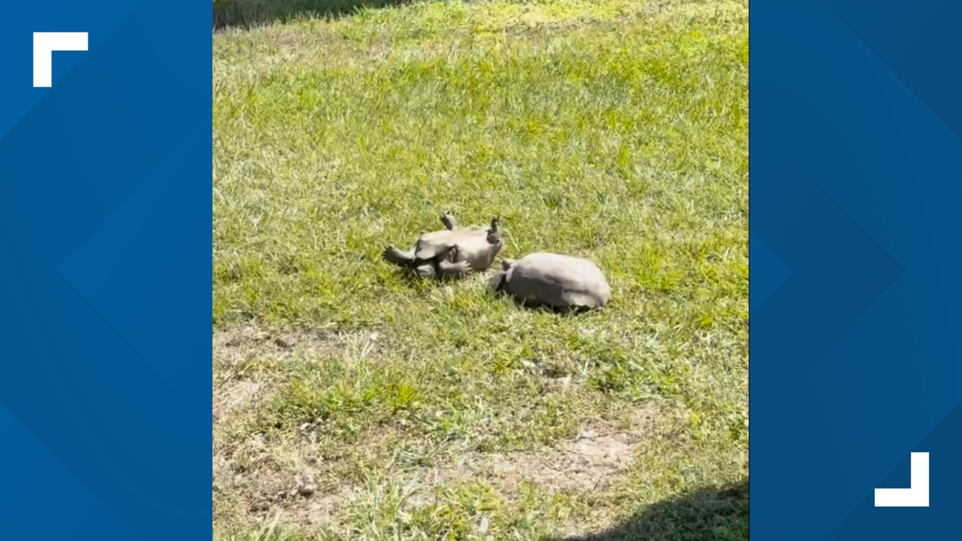 A tortoise stuck on its back in Northdale was able to get back on its feet, all thanks to a helpful shove from a "friend."