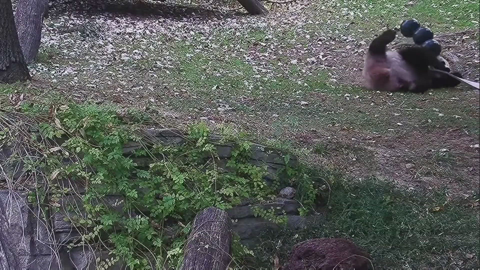 New video from the Smithsonian National Zoo show the pandas are on quite a roll. 