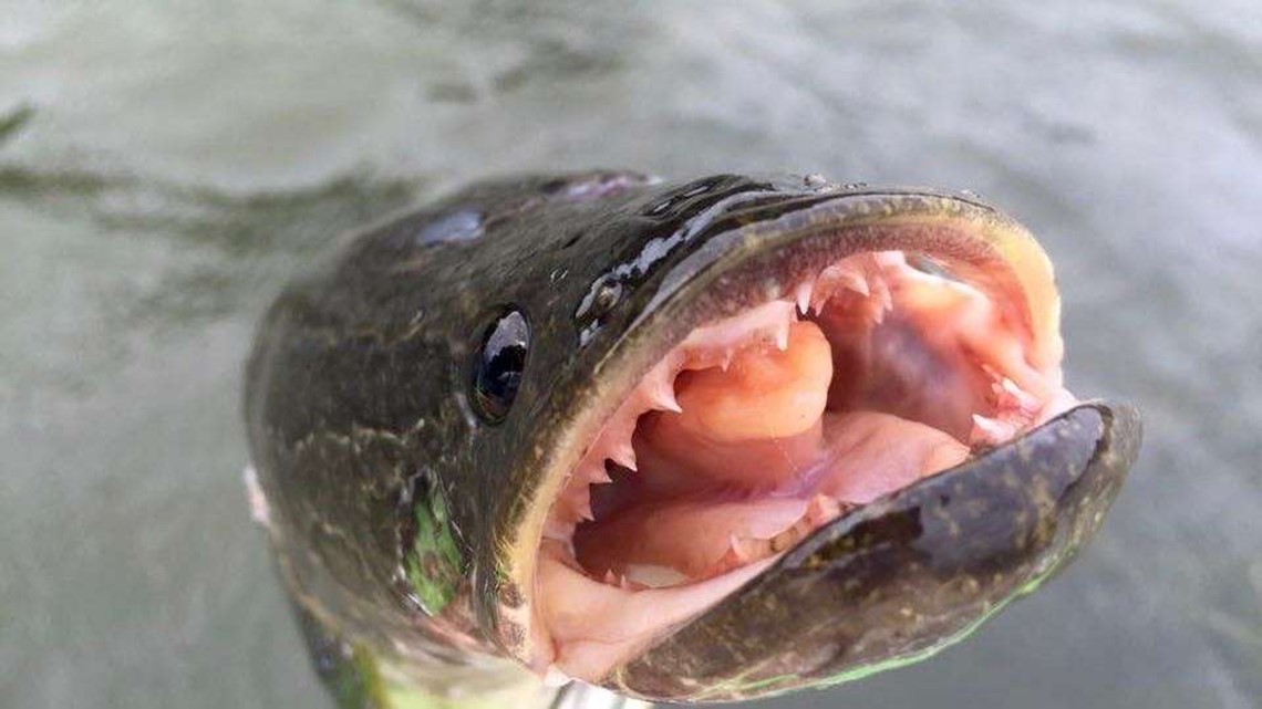 Government urges public to kill uncontrollable, invasive 'Frankenfish'  before it runs wild: 'It will just be a matter of time
