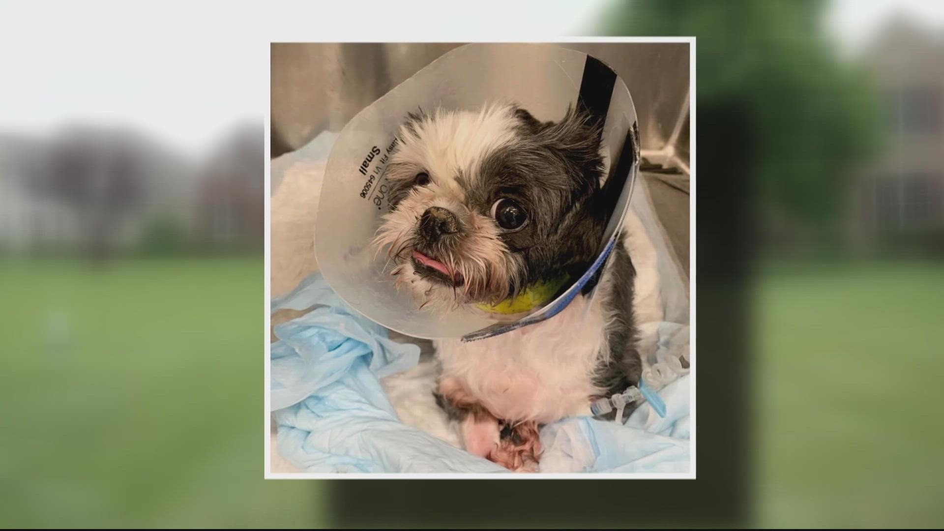 The dog, named Izzy, suffered from a traumatic brain injury, broken femur, broken vertebrae, dislocated tail, and vision loss, among other serious injuries.