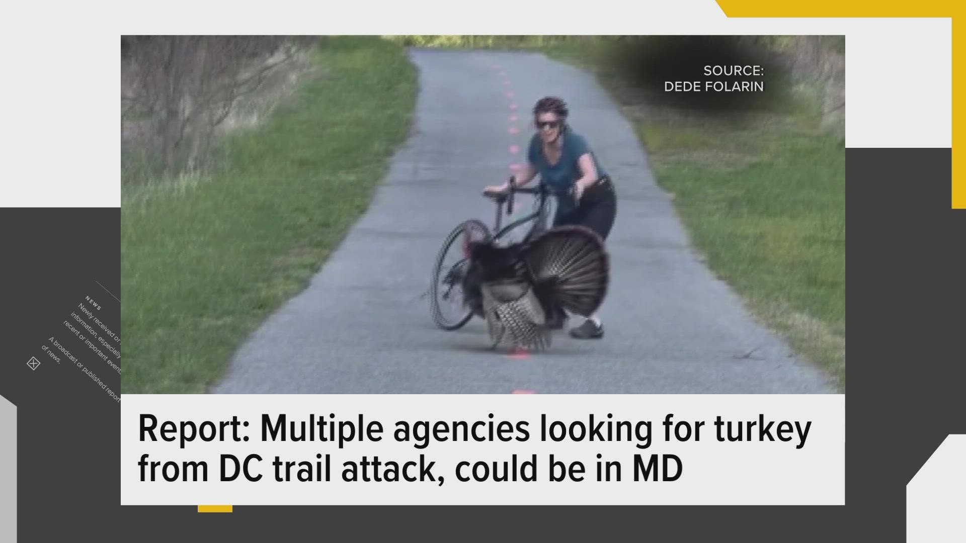 Chris Lawrence, a comedian, talks to Reese Waters about the wild turkey attacking people on the Anacostia trail in DC