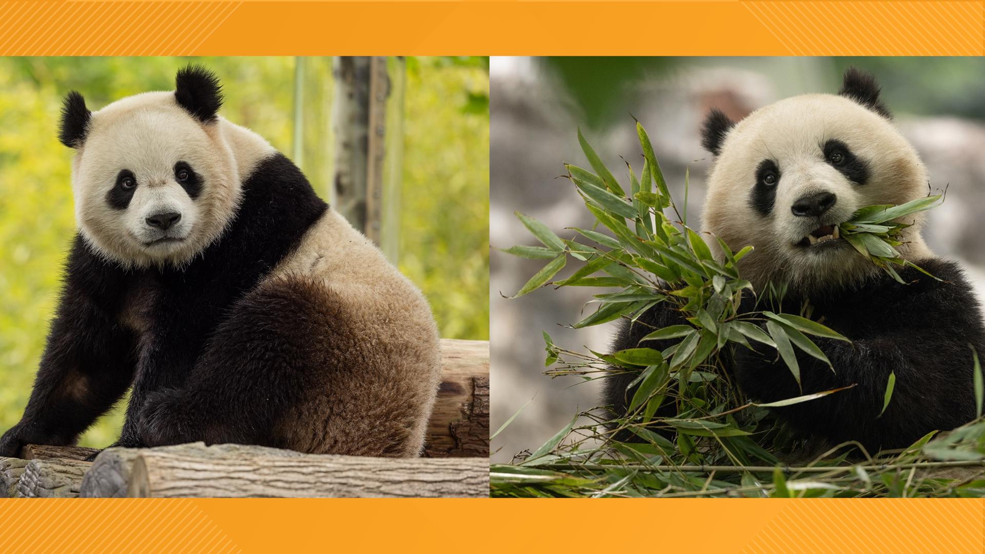 We don't mean to cause panda-monium but we have big news—The giant pandas will return to the District.