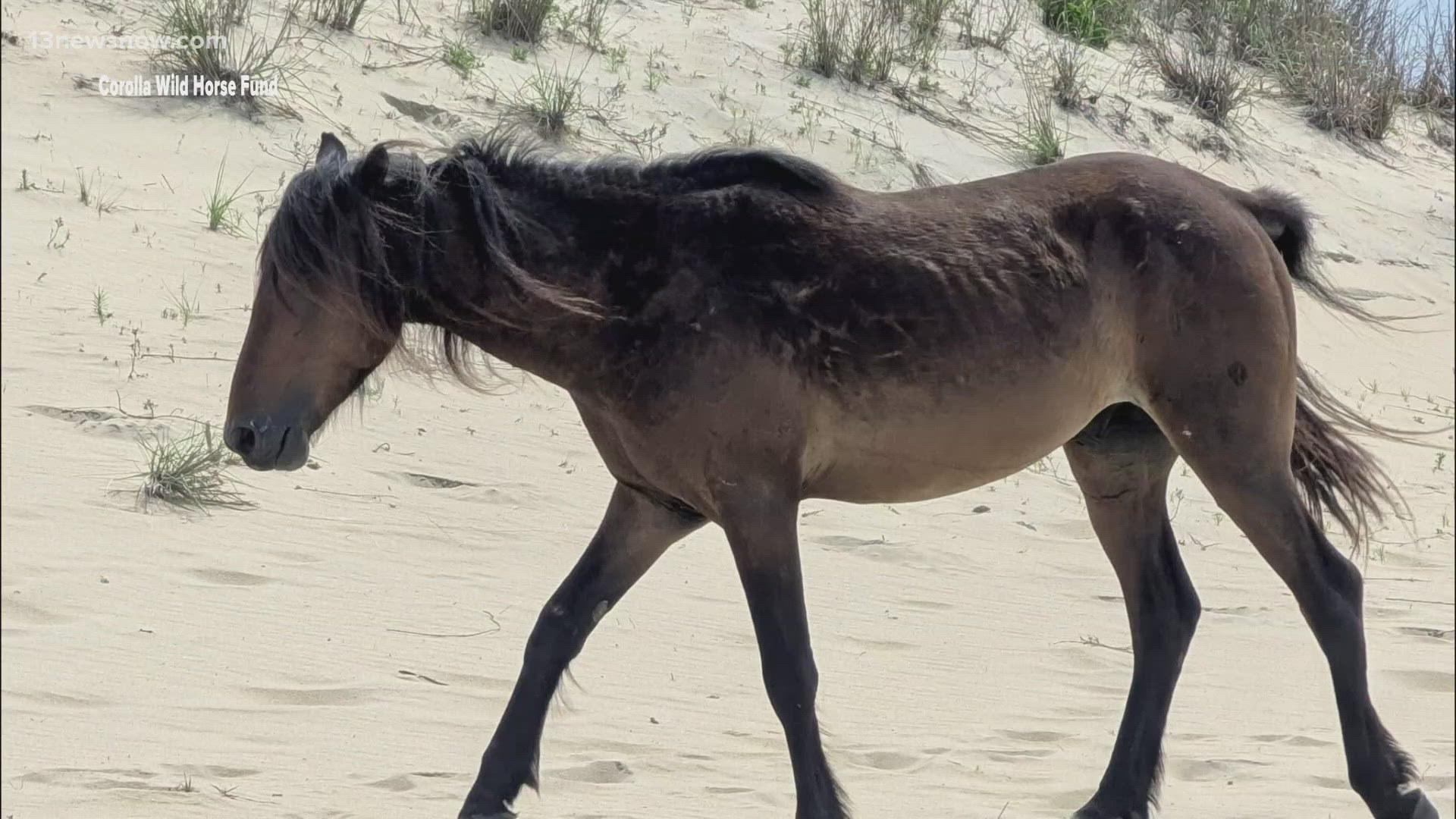 A driver hit and killed a 5-year-old wild stallion on the Outer Banks beach, causing a "tremendous loss" for the Corolla Wild Horse Fund.