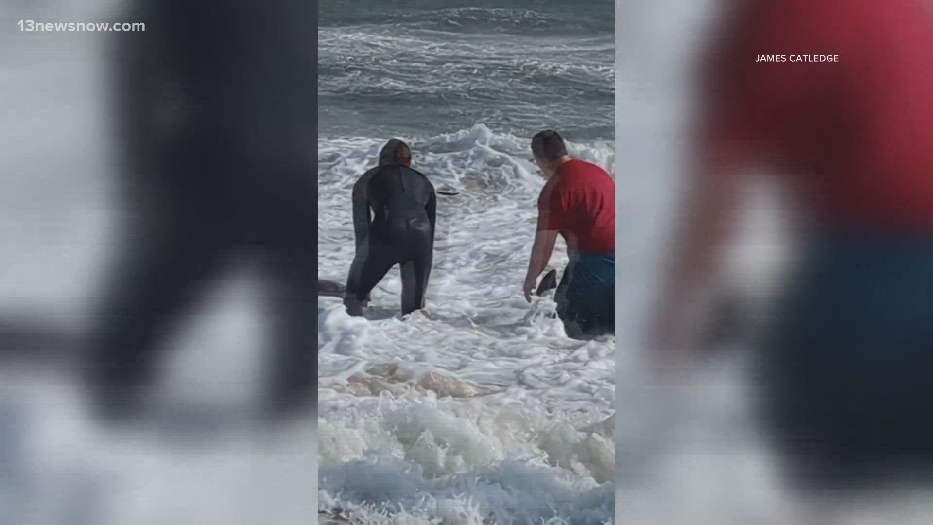 A pygmy sperm whale was euthanized Saturday after it washed up along the shore in the Virginia Beach Oceanfront area, aquarium officials said.