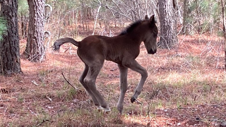 Less than a month old, Outer Banks colt, Charlie, dies