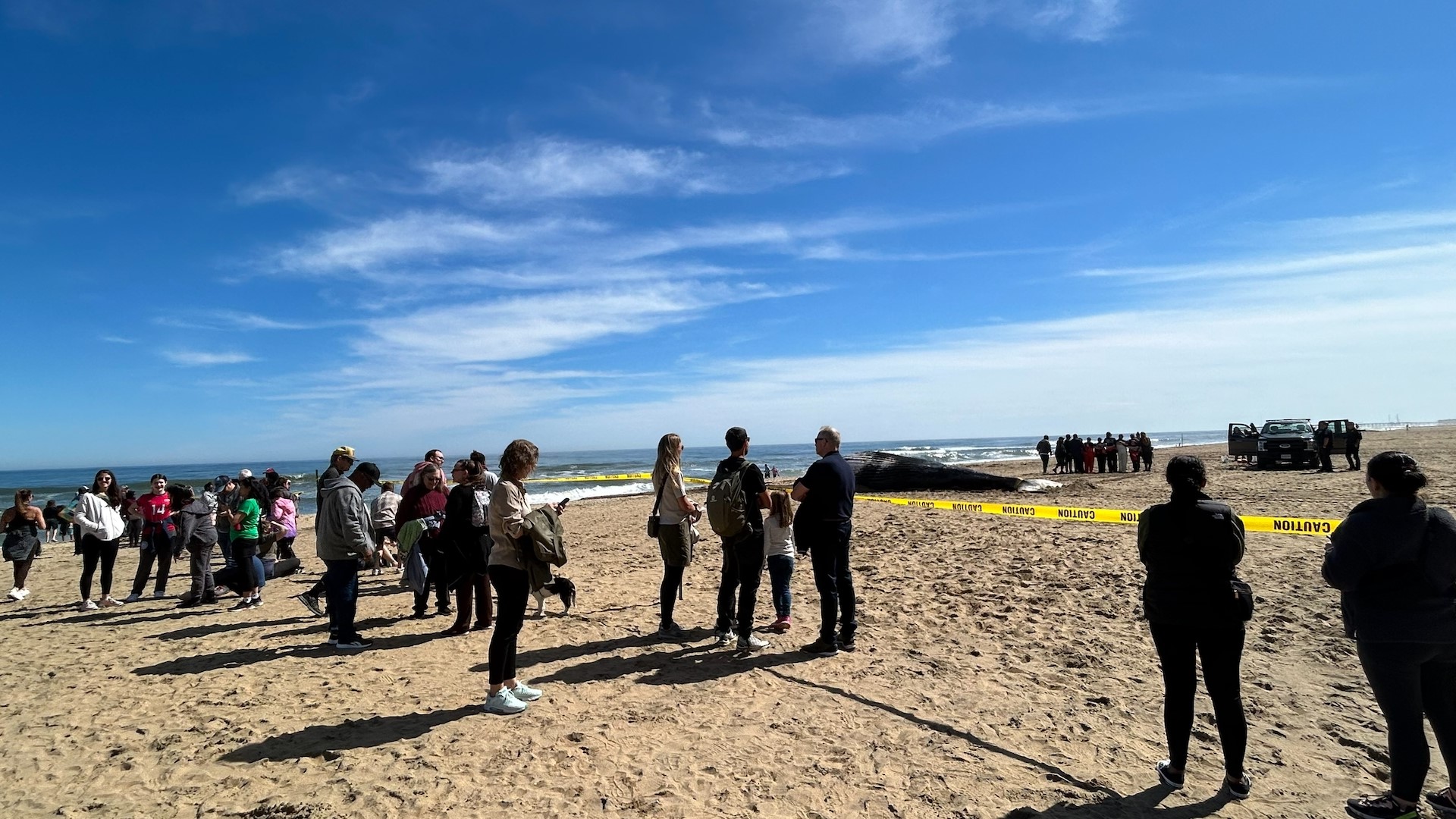 Whale found at Virginia Beach's Oceanfront | wltx.com