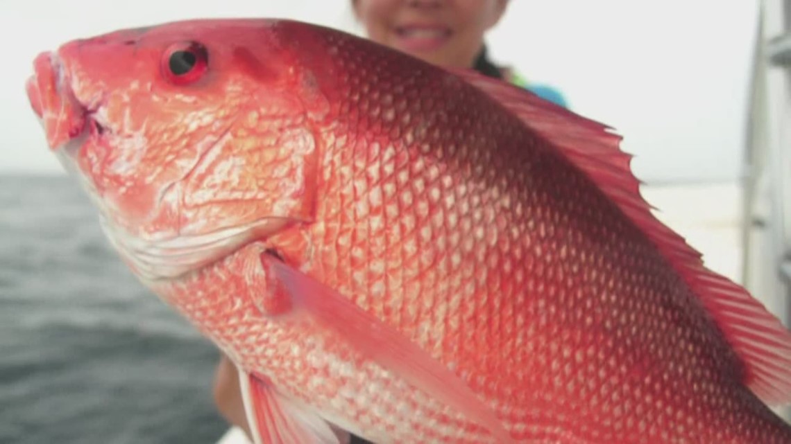 Red snapper season opens off South Carolina coast