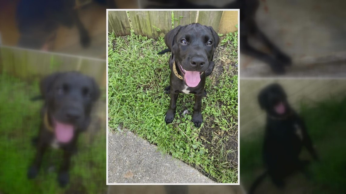 Family of dog mistakenly euthanized by Louisiana SPCA demanding investigation - Vimarsana News