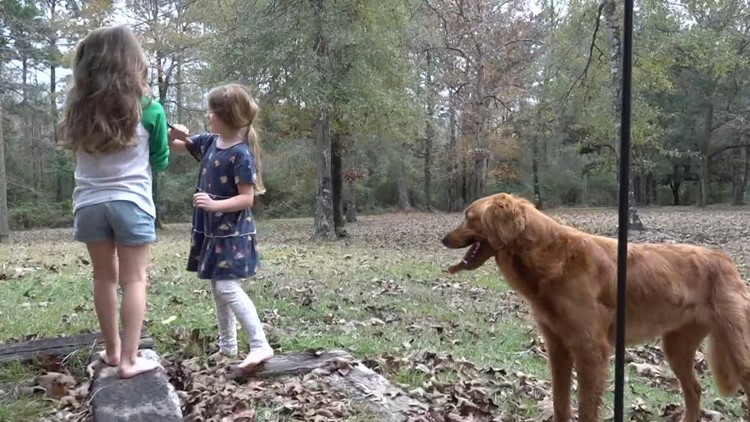 Golden retriever found protecting girls lost in woods