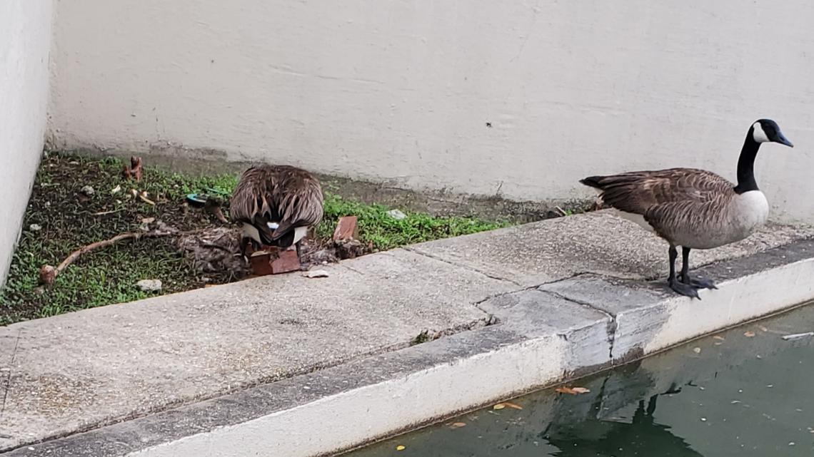 Humane Society Louisiana seeks answers in Canada goose egg damage ...