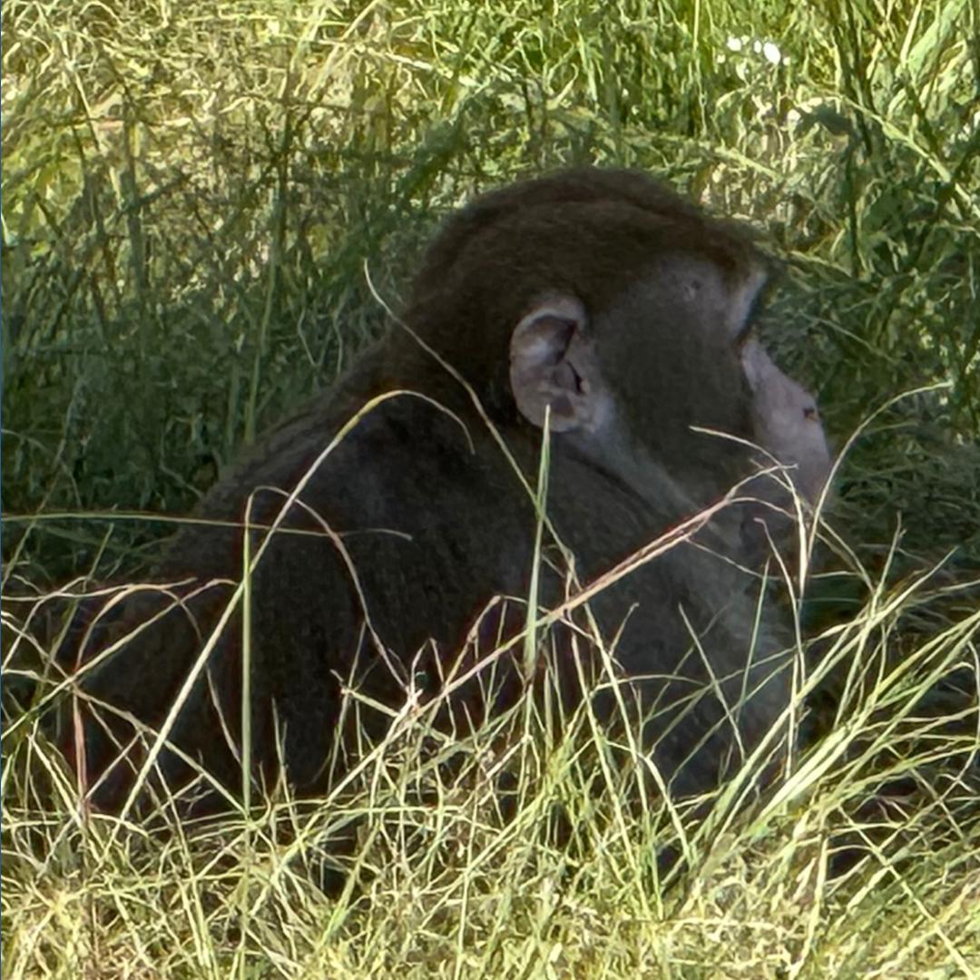 Mississippi woman kills escaped monkey fearing for her children's ...