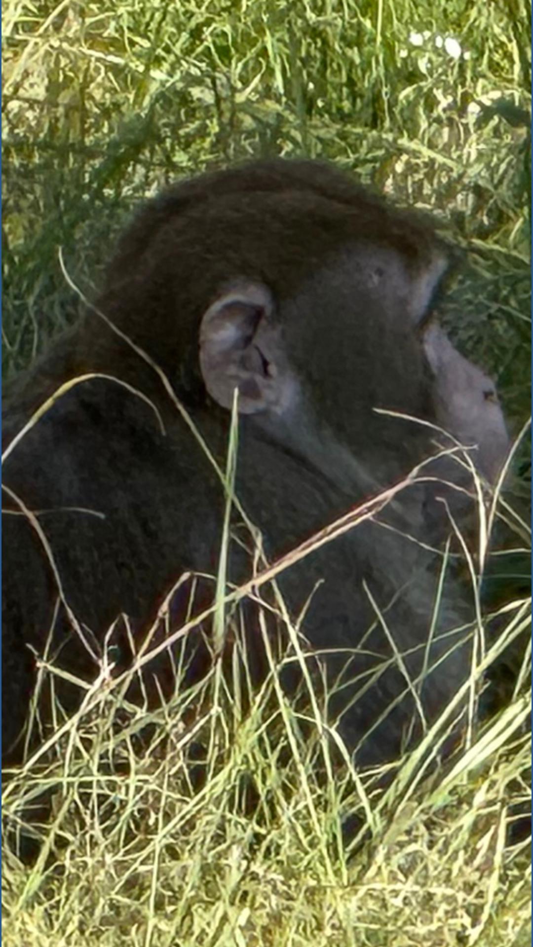 Mississippi woman kills escaped monkey fearing for her children's ...