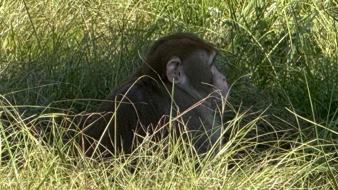 Monkey shot days after Mississippi crash that released Tulane research animals