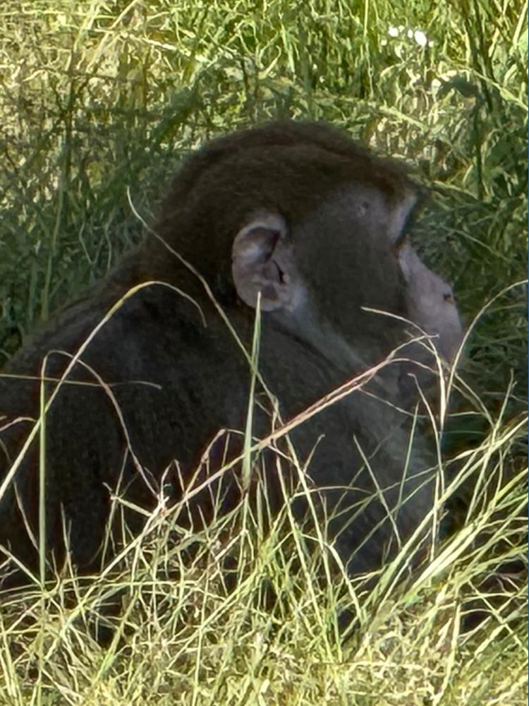 Mississippi woman kills escaped monkey fearing for her children's ...