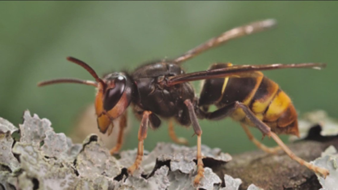 Officials urge public vigilance as invasive hornet threat expands in South Carolina