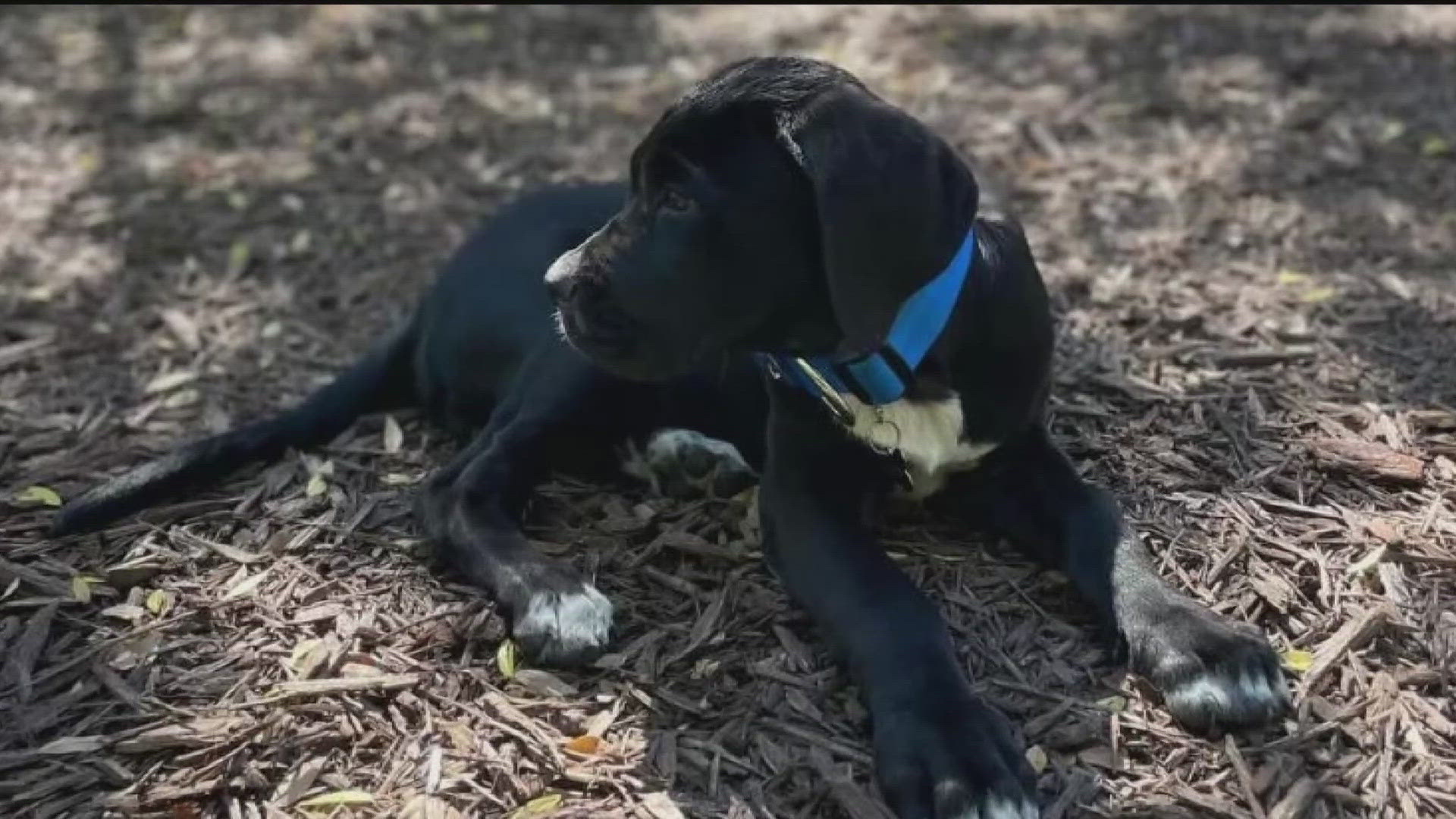 Allysha Green said two men stole her Cane Corso puppy outside a townhome at the Cascades in southwest Atlanta on Oct. 17.