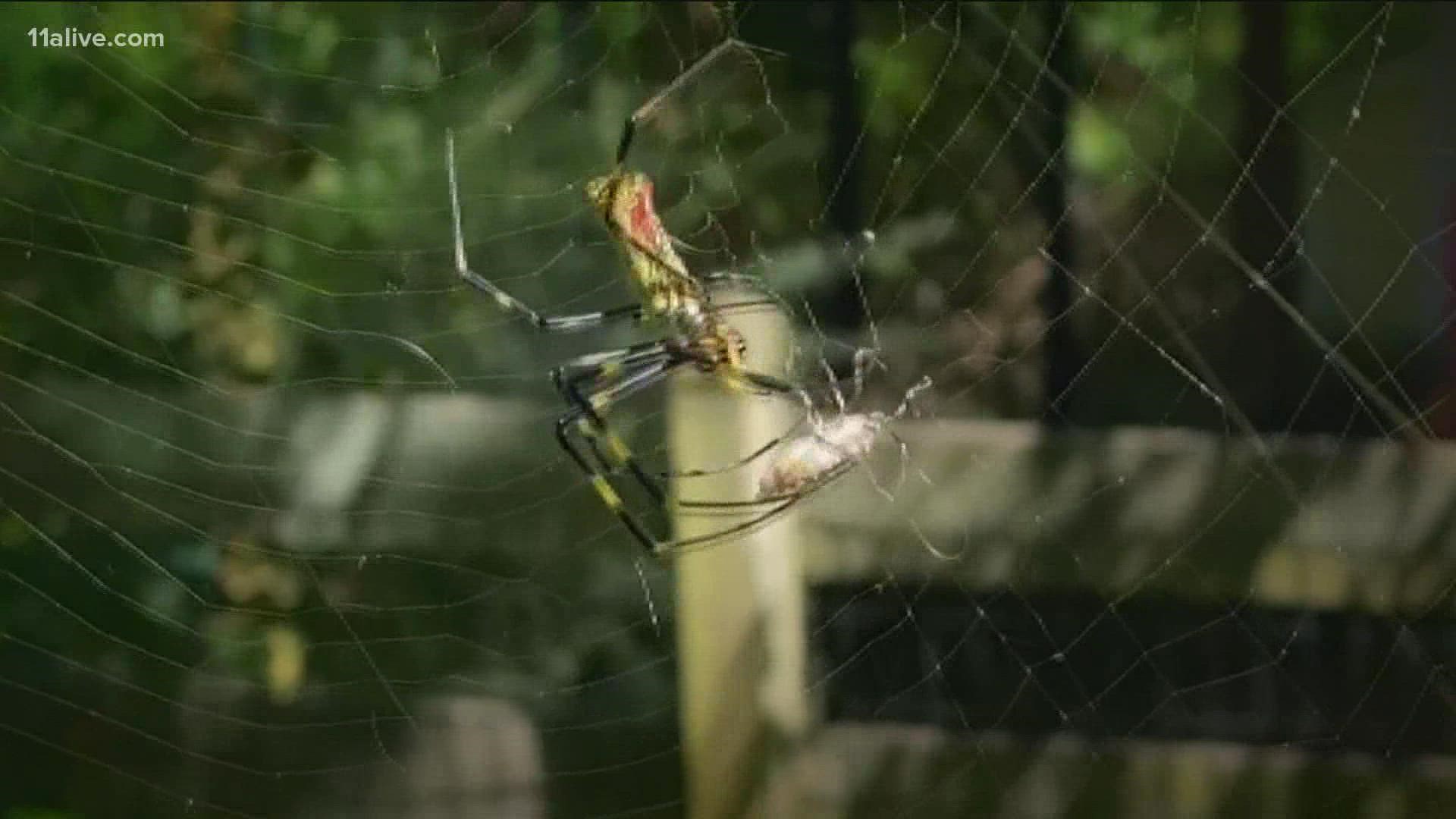 Joro spider is rapidly spreading in the U.S. They're not after you