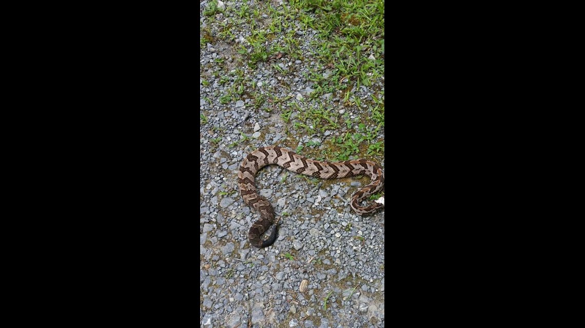 Child's Copperhead Bite Has Parents Cautioning Others Get Help