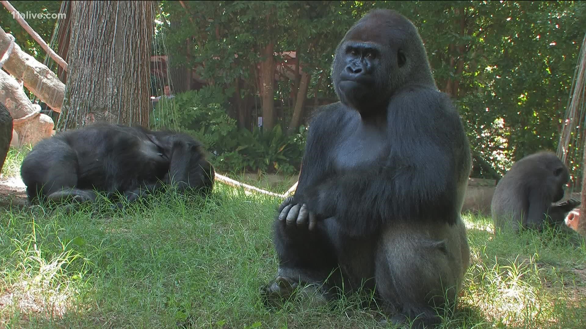 Zoo Atlanta confirmed the news Friday about an outbreak of the virus there.