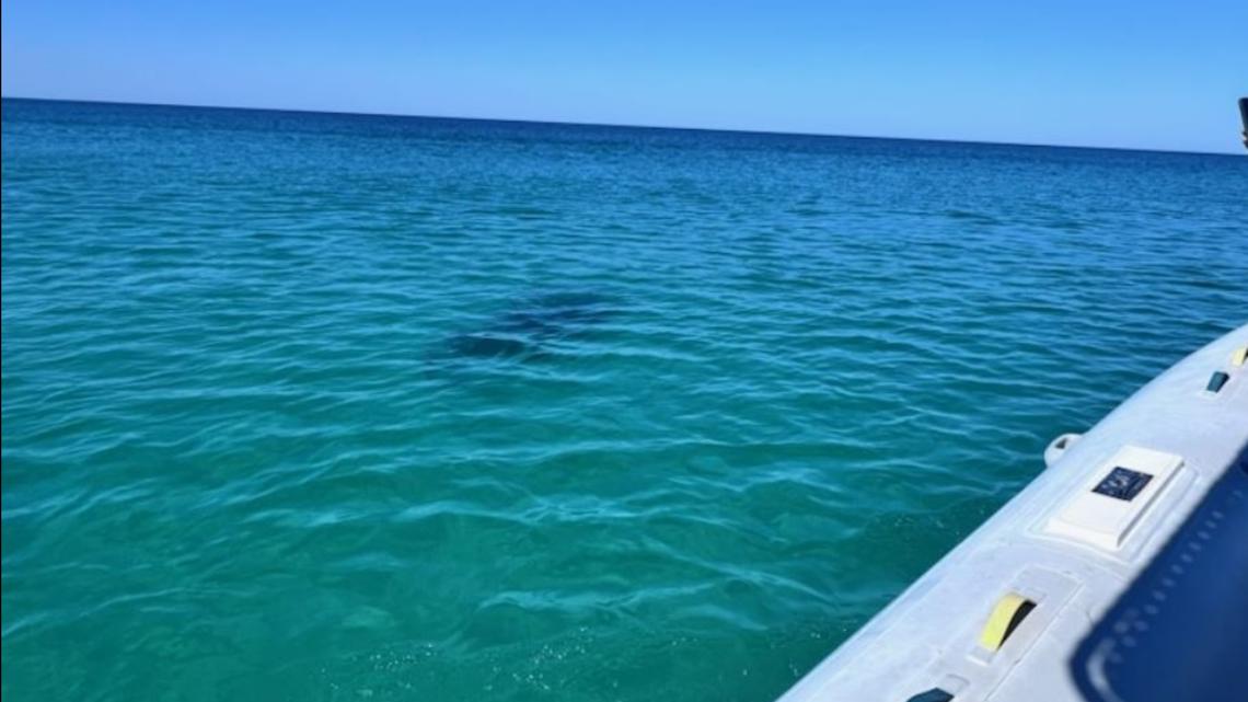 Beautiful view of Gator Shark Attacks Near Me