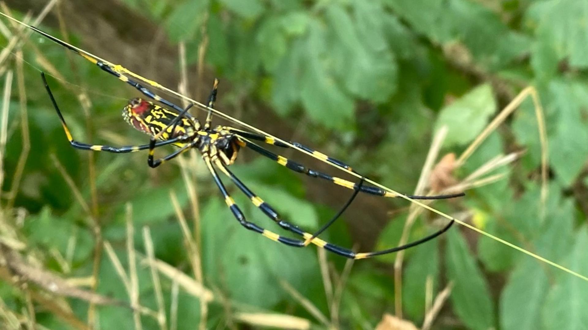 Despite their terrifying reputation, UGA researchers found the spiders are actually scaredy cats.